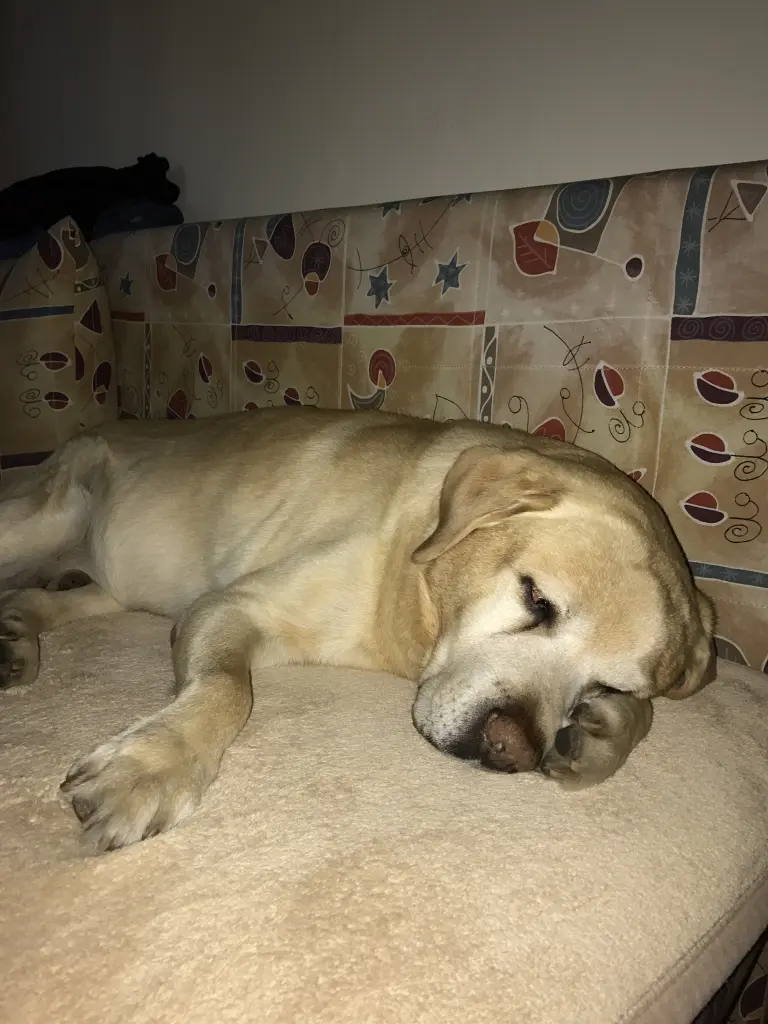 Condolence image of Elzbieta ❤️❤️♥️❤️