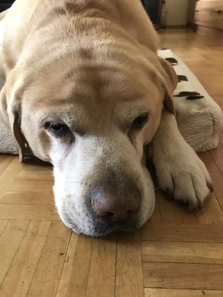 Condolence image of Elzbieta ❤️♥️❤️❤️❤️❤️