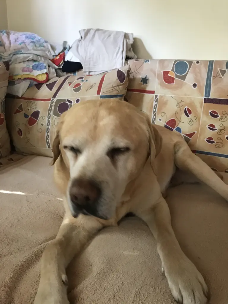 Condolence image of Elzbieta ❤️♥️❤️❤️❤️❤️