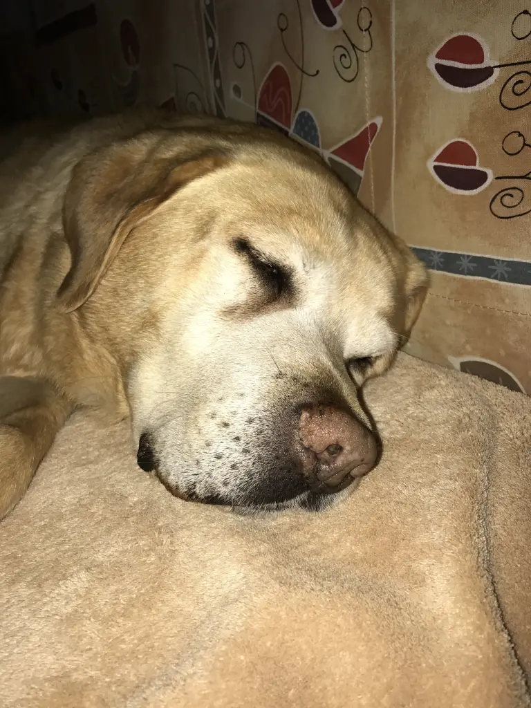 Condolence image of Elzbieta ❤️♥️❤️❤️❤️❤️❤️❤️❤️♥️❤️❤️❤️❤️