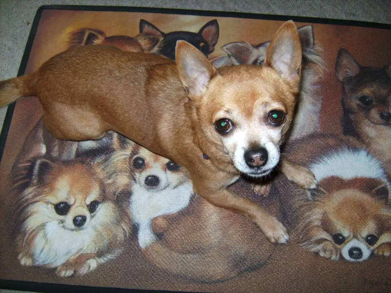 Andachtsbild von Irene mit JIMMY im Herzen ❤️  Gute Reise zu den Sternen ☆