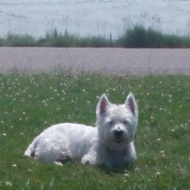 Andachtsbild von Hannelore