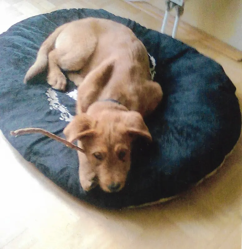 Image from Teddy