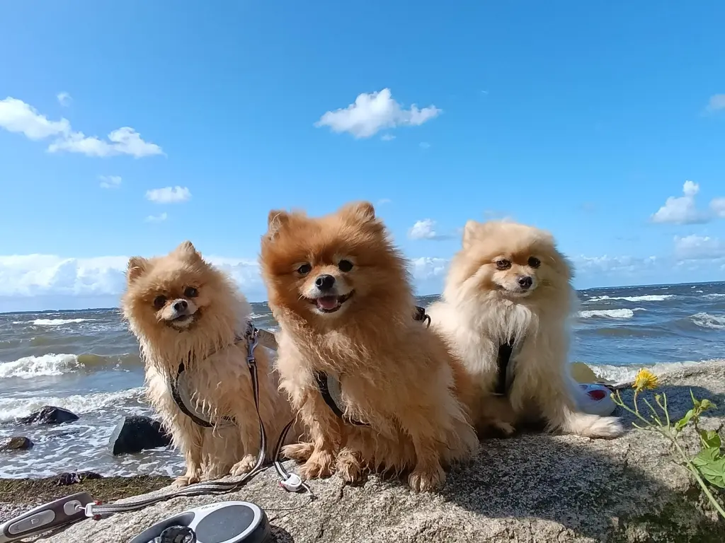 Mutti, Vati, Tochter 2024, die glückliche Familie