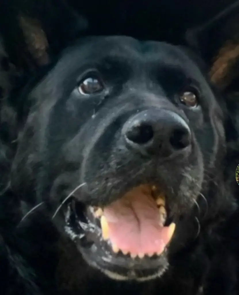 Andachtsbild von Daggi Pesch