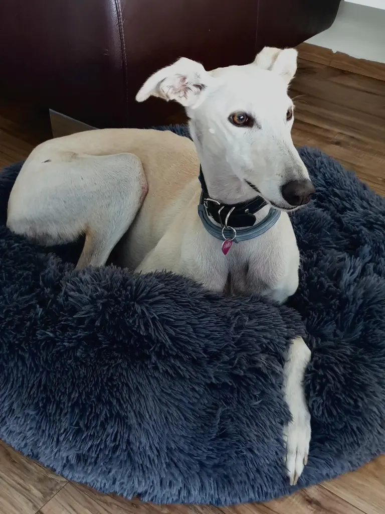 Andachtsbild von Lena K