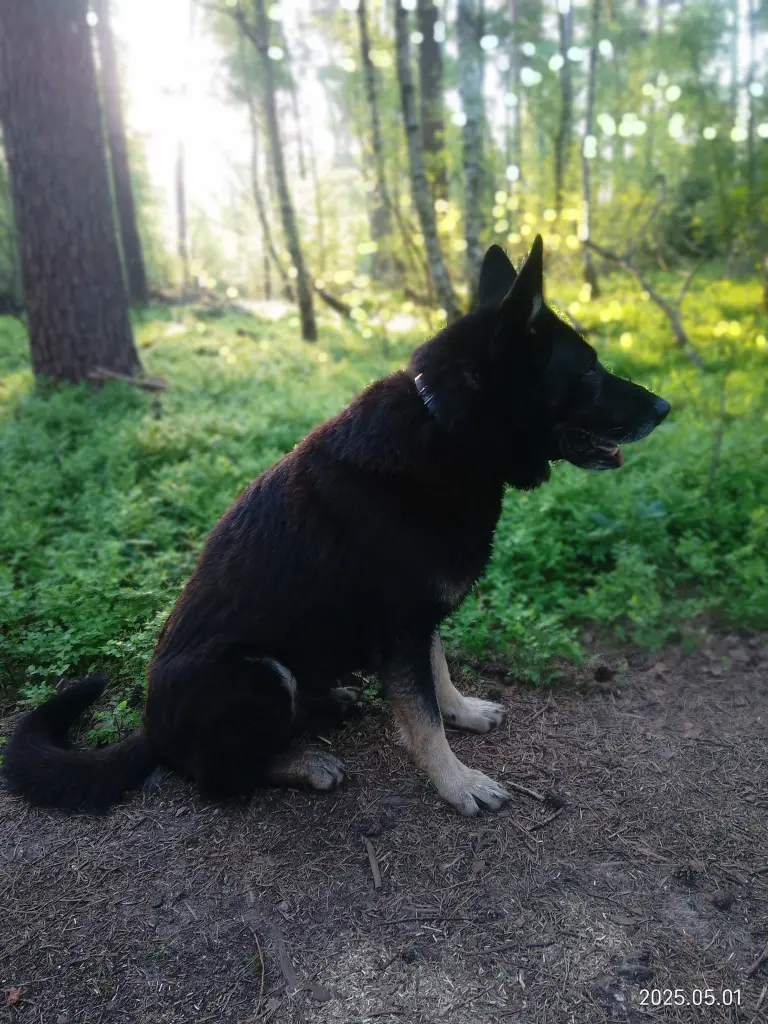 Andachtsbild von Andreas Regniet