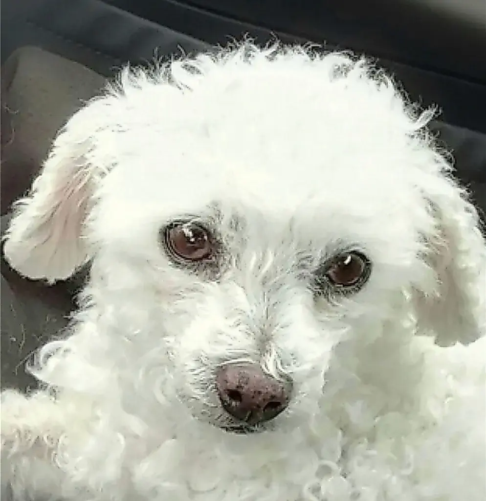 Andachtsbild von Für Minion♡🌹v. Gaby mit ♡☙Snowy☙♡