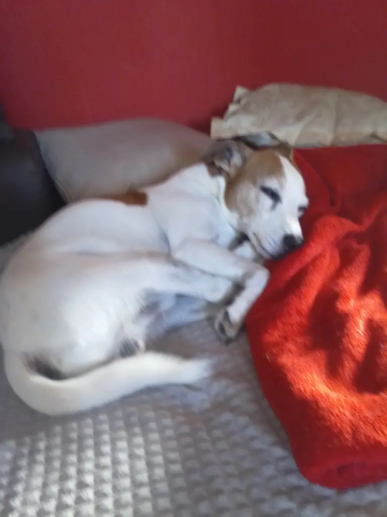 Deine rote Decke hast du immer geliebt