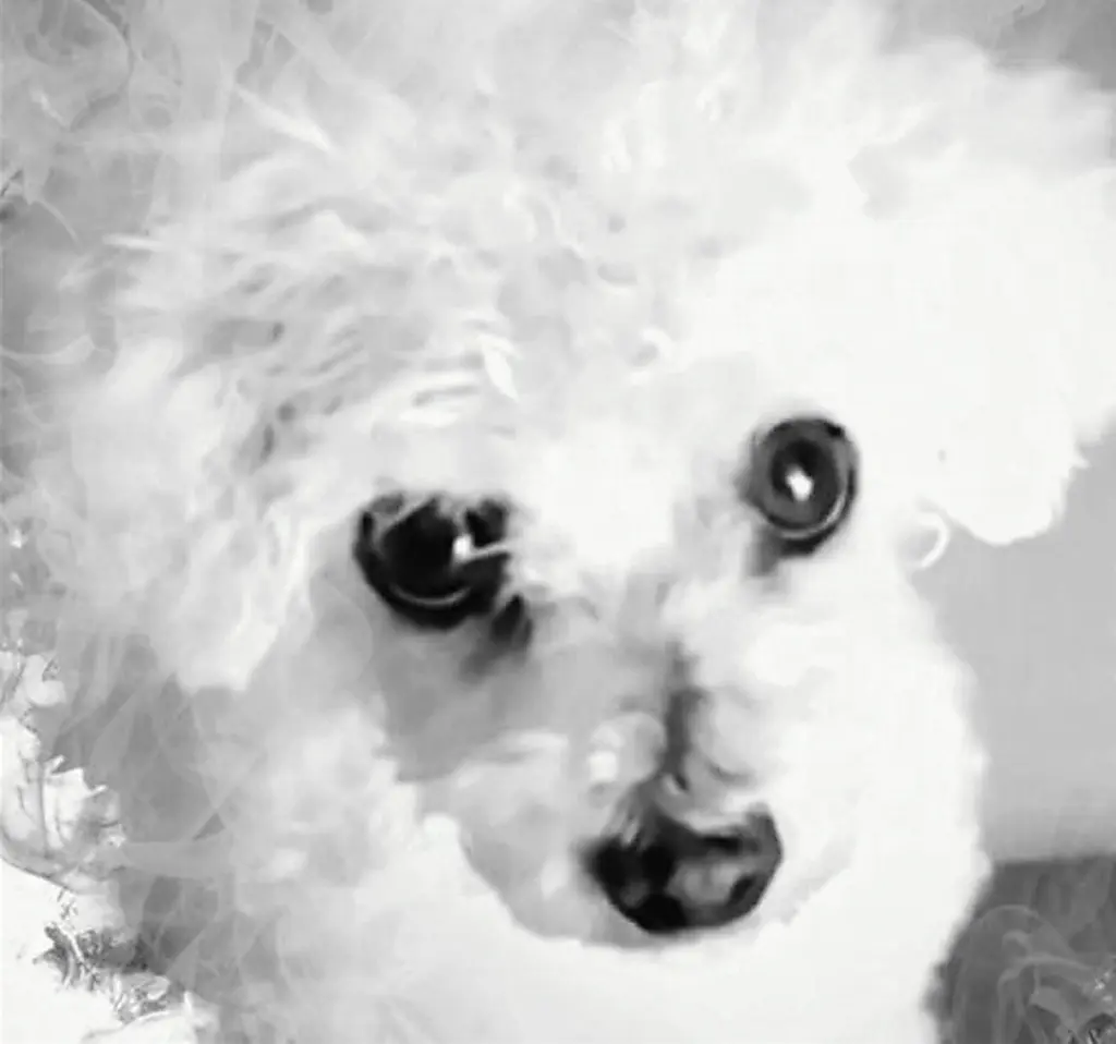 Andachtsbild von Gaby mit ♡☙Snowy☙♡