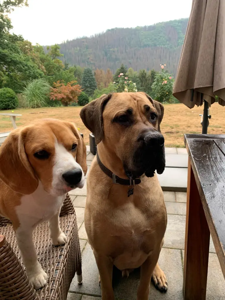 Andachtsbild von Terry Beagle