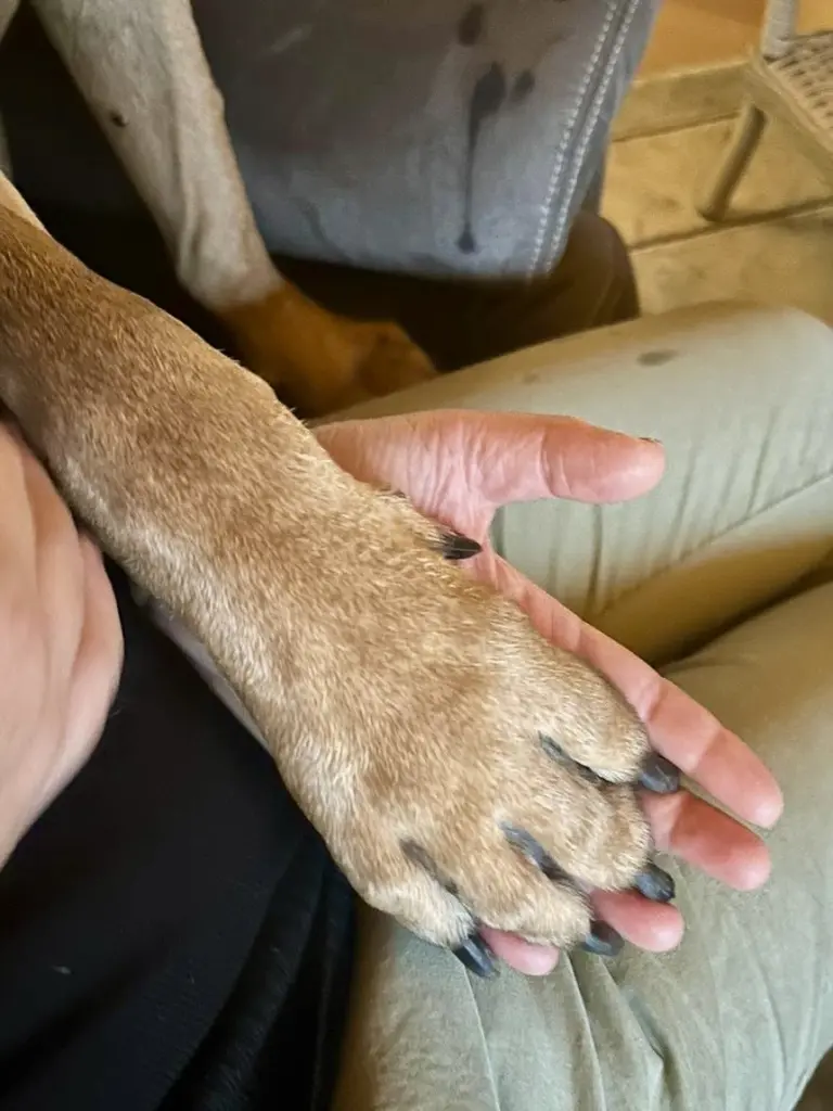 Andachtsbild von Dagmar