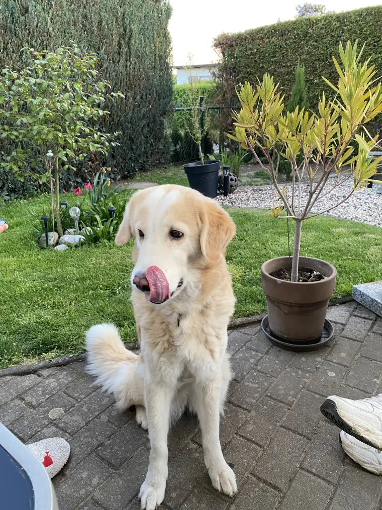 Andachtsbild von Gundula