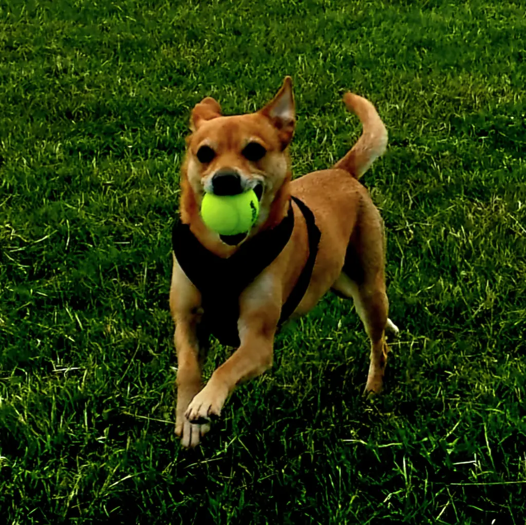 Andachtsbild von Kathrin mit Luccy im 💖