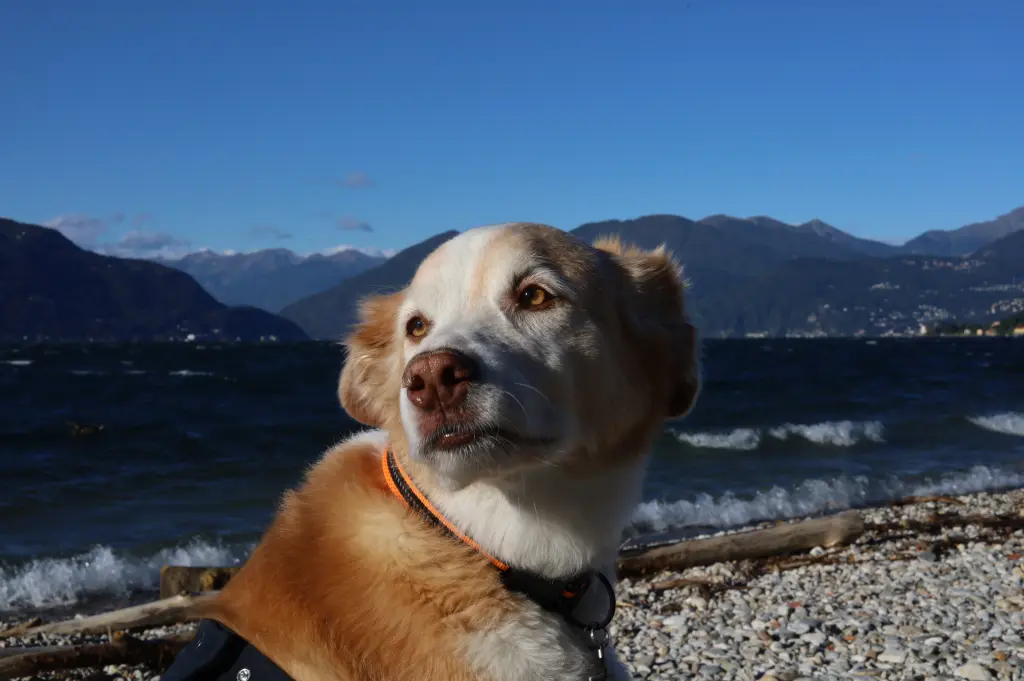 Andachtsbild von Rolf