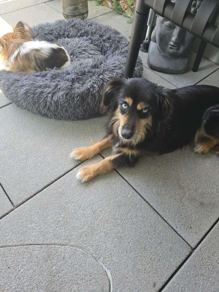 Andachtsbild von Simone E