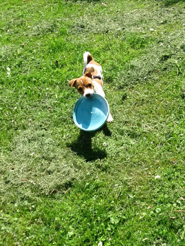 Von Welpe an war er immer spielbereit