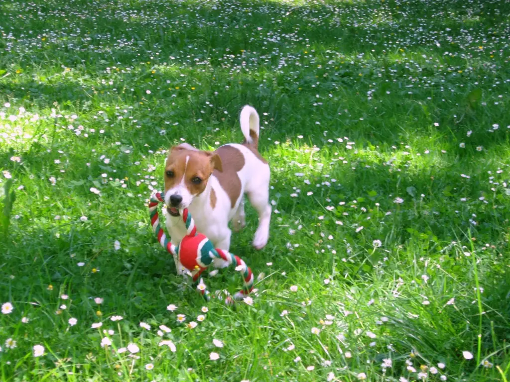 Murphy war ein Ballfreak