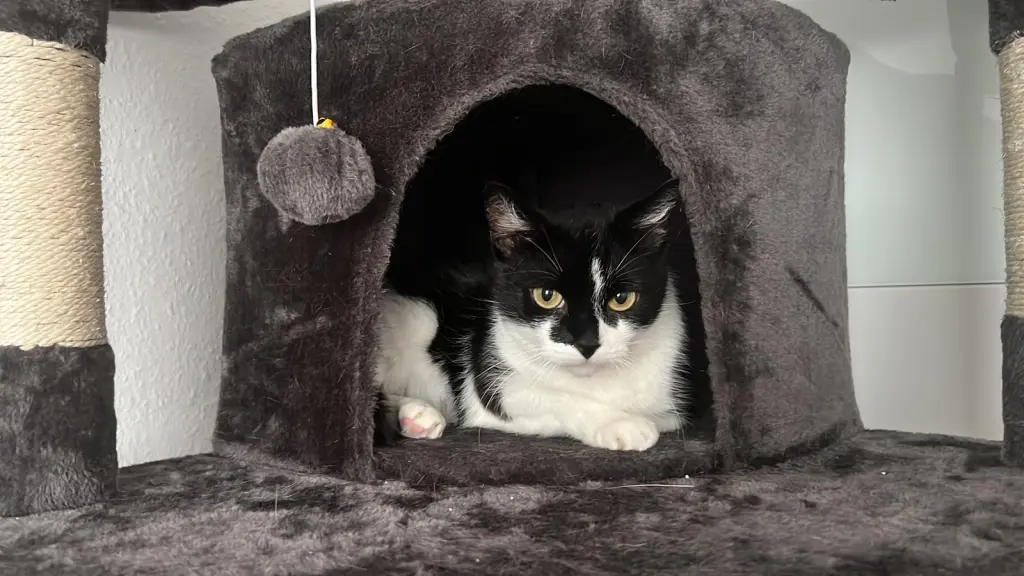 Image from Pebbels