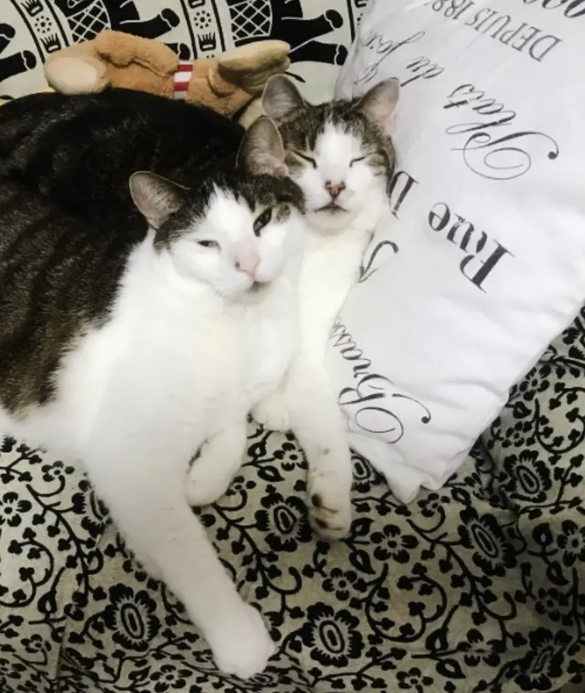 Sein bester Kumpel verstorben Juni 2024