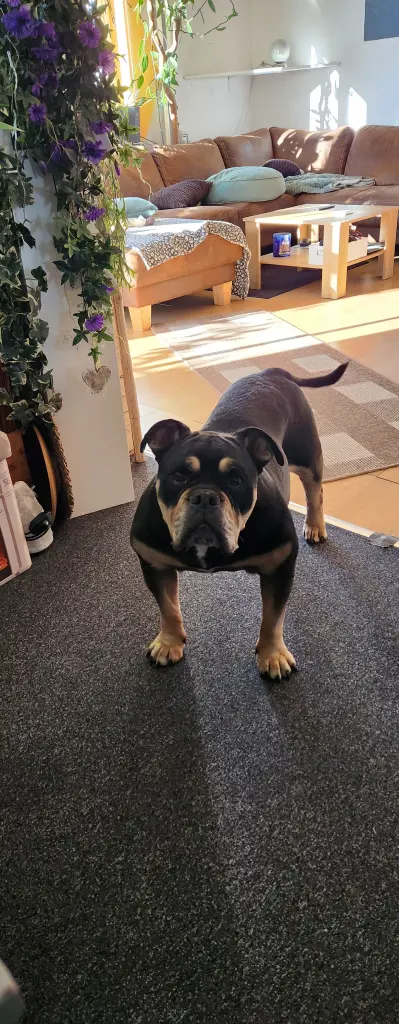 Andachtsbild von Simone