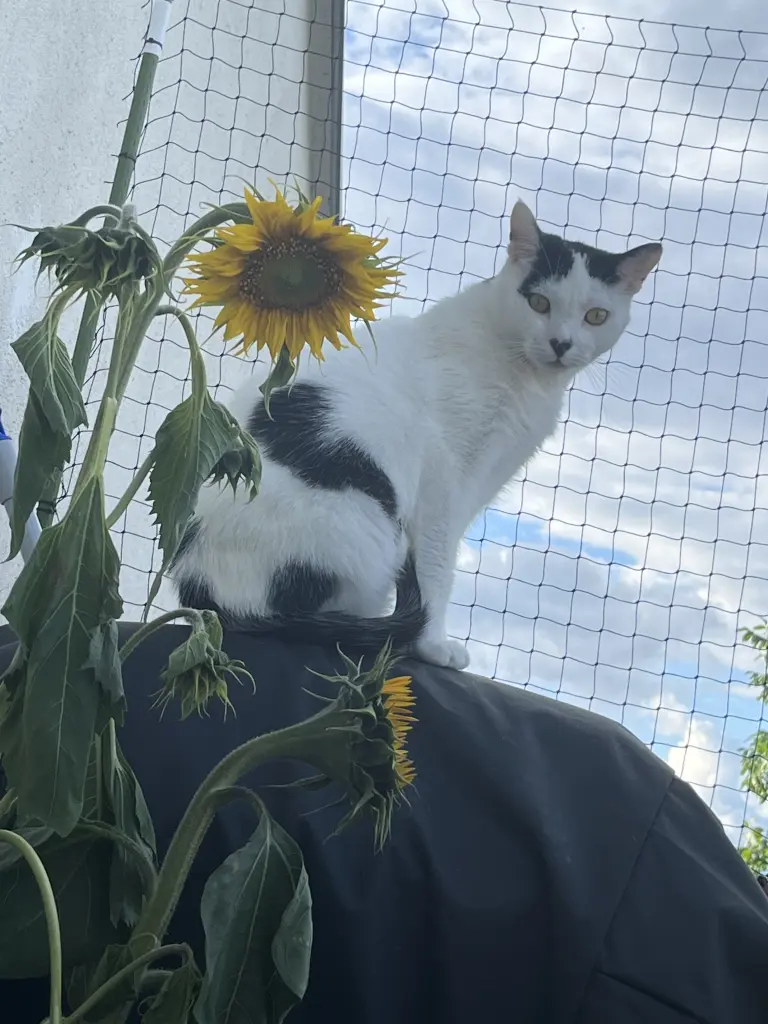 Andachtsbild von Katrin Mit Taco im ♥️