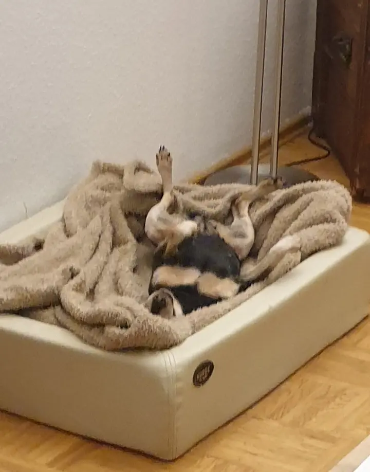 So relaxen kann nur Molly