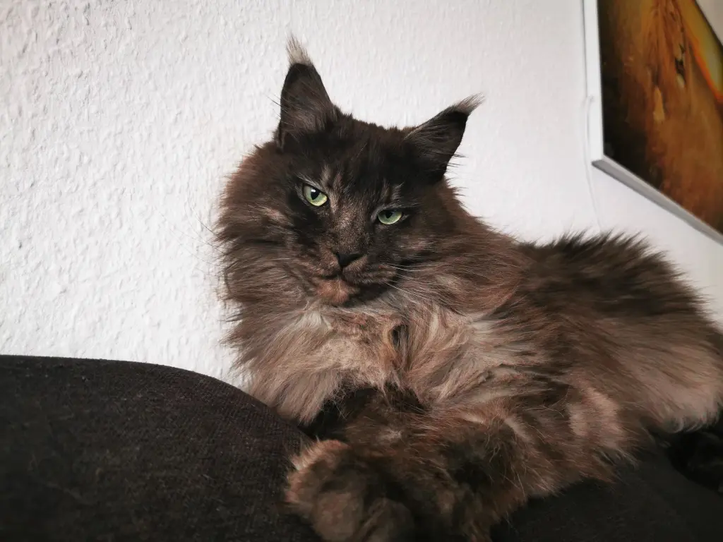 Bild von Lennox