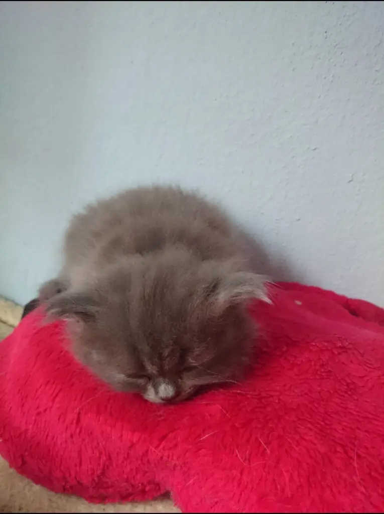 Schockverliebt von Anfang an.