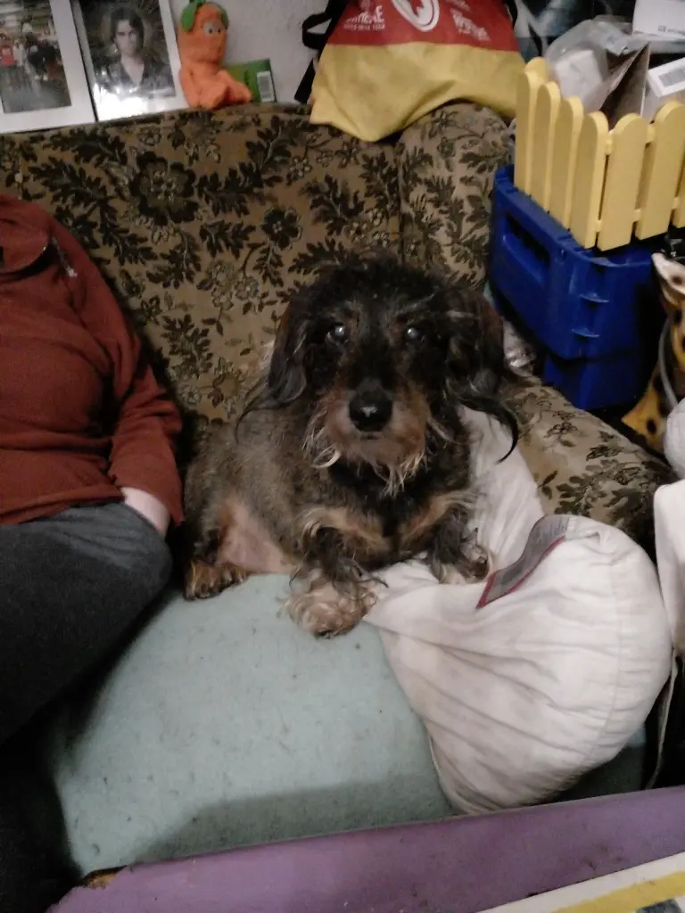 Jenny vor 3 Jahren etwa 12 Jahre alt