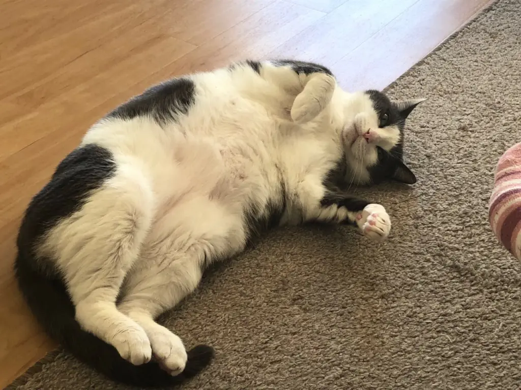 Andachtsbild von Ornela