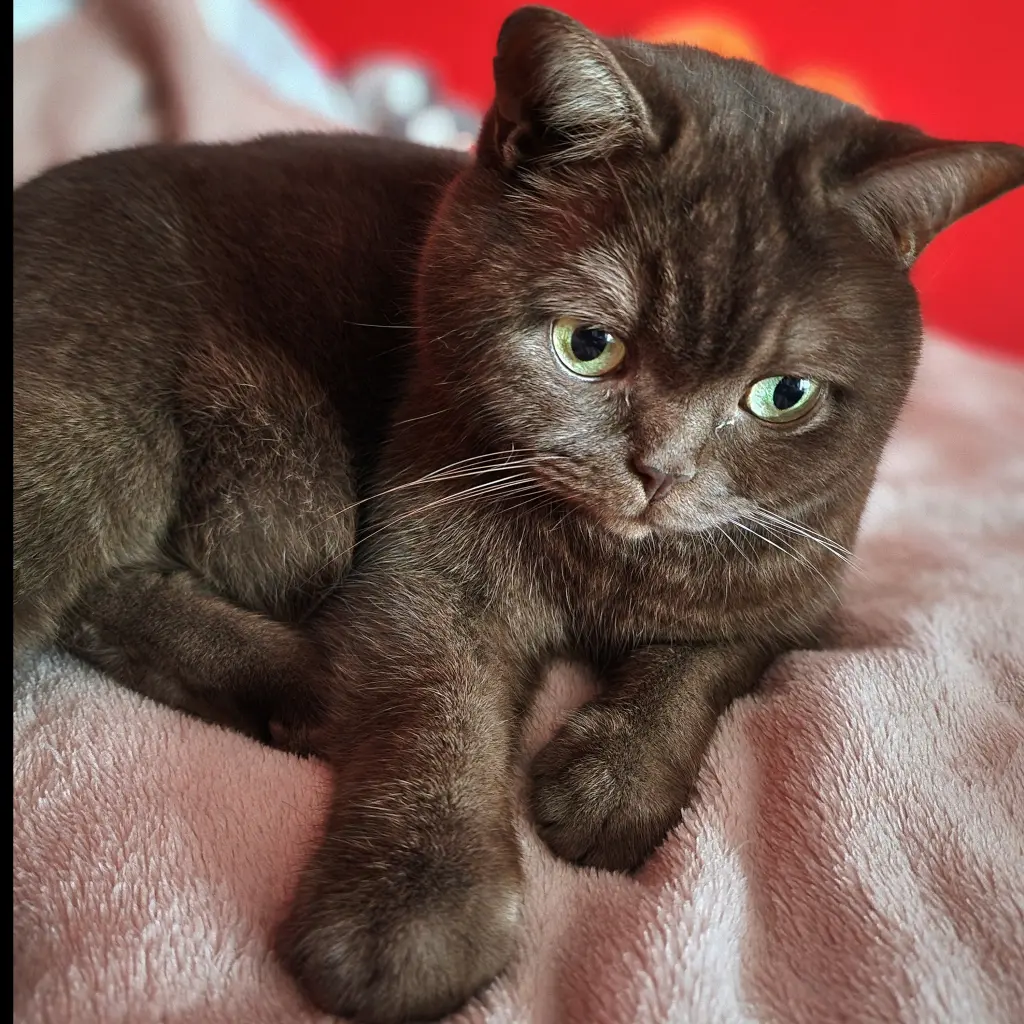 Andachtsbild von Manuela