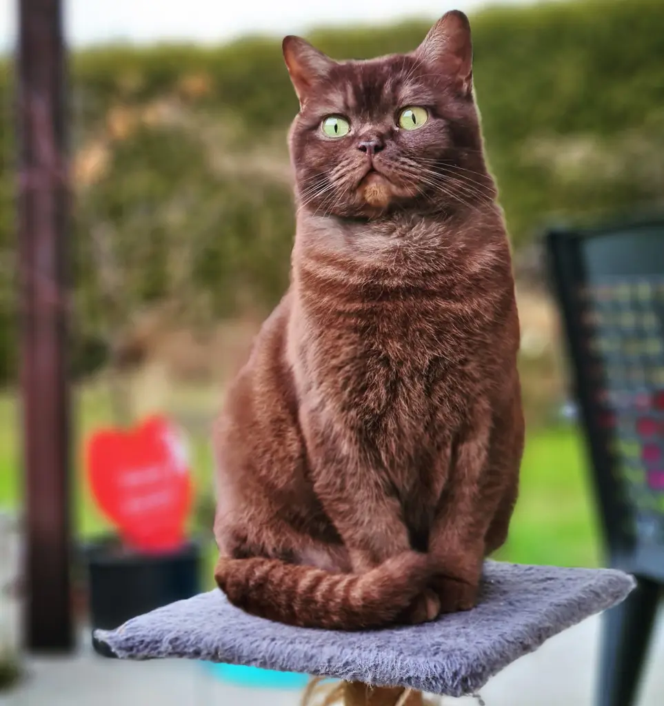 Andachtsbild von Manuela