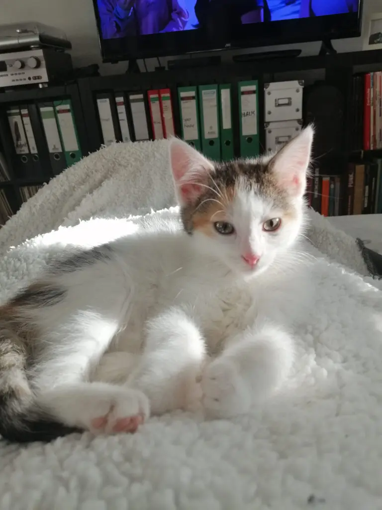 Andachtsbild von Beate mut Elvis im Herzen❤