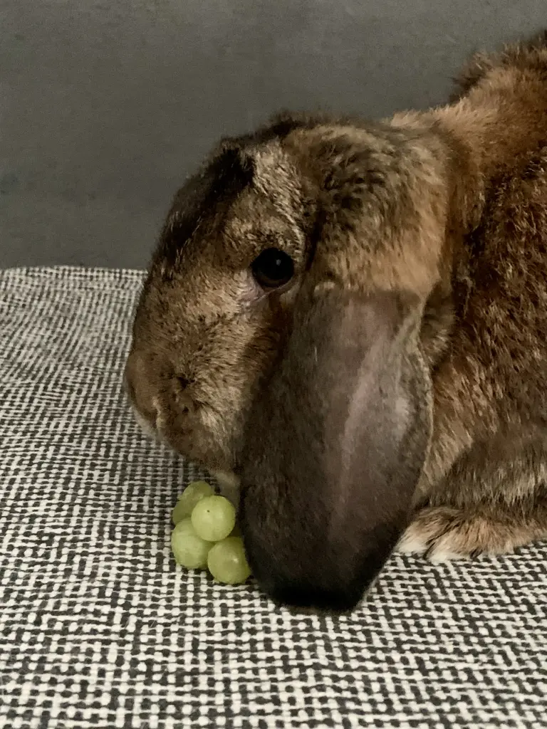 Image from Ellie Kiwi