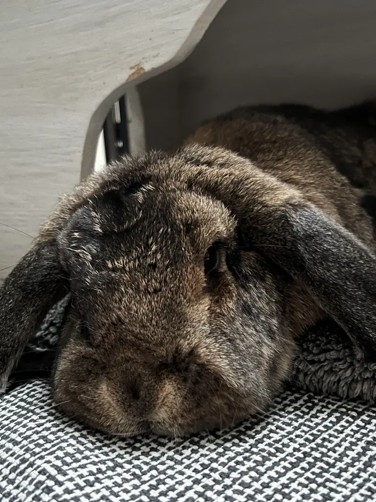 Einer Deiner Lieblingsplätze in der Hasenburg