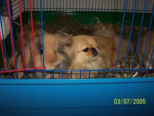 Image from Meine Sina - Maus !