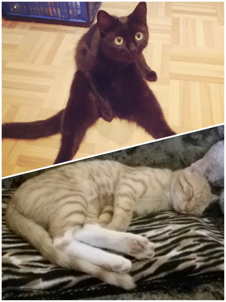 Suki und Fritzi, deine Geschwister
