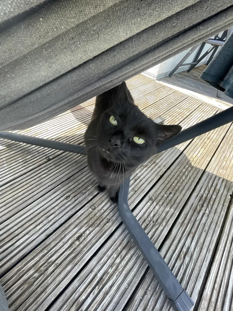 Andachtsbild von Marc