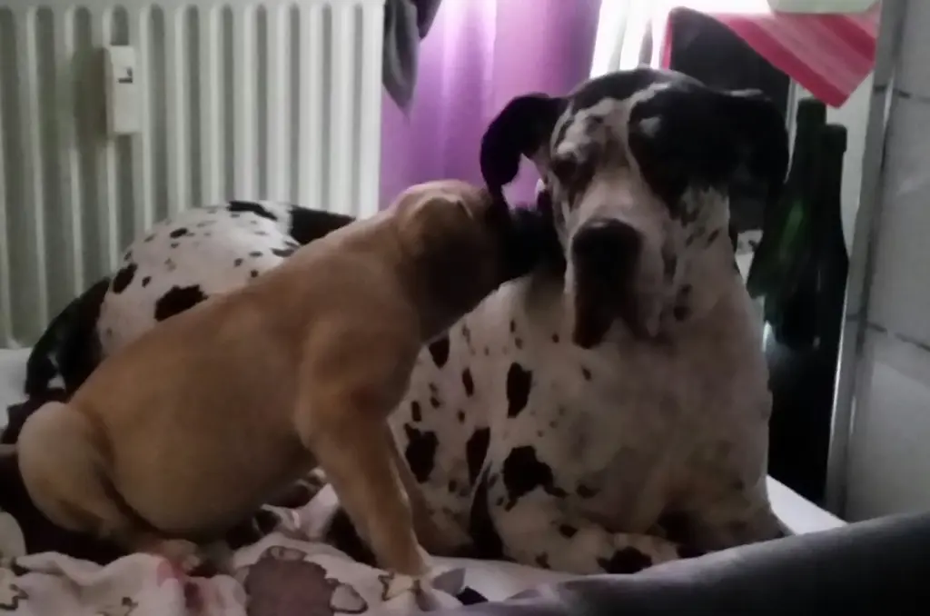 Condolence image of Daniela mit Sniper im Herzen