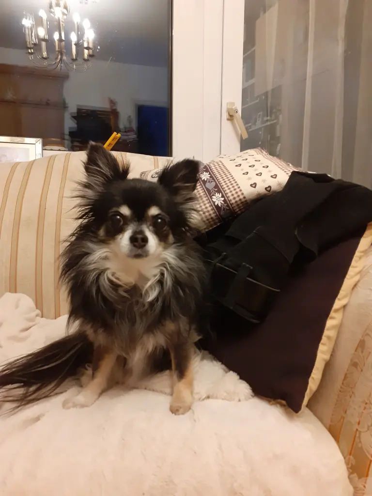 Andachtsbild von Elisabeth