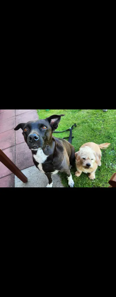 Andachtsbild von Bella