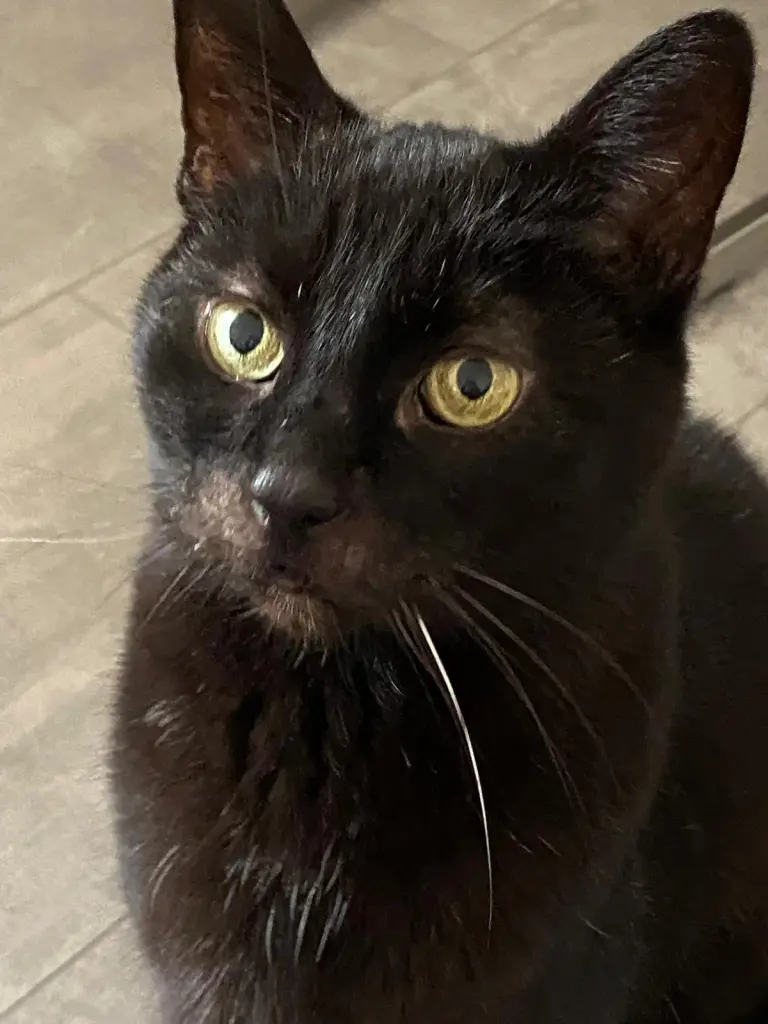 Bild von Puma