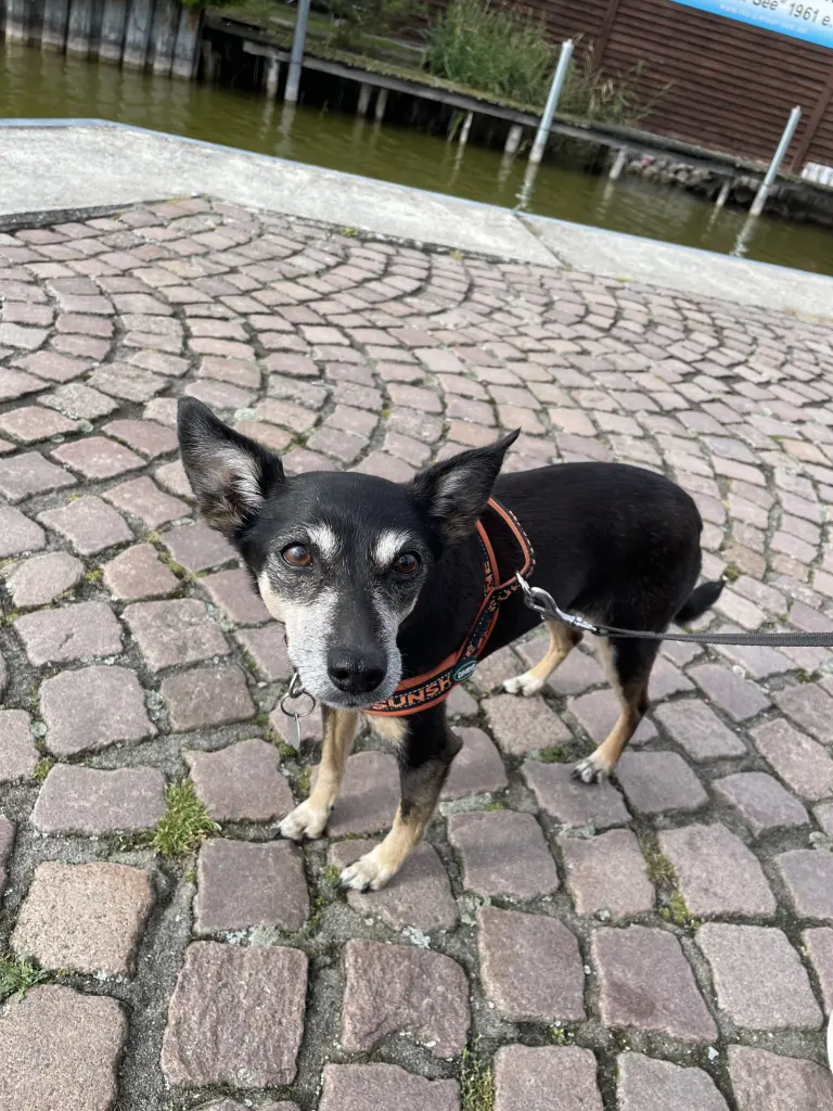 Bild von Missy