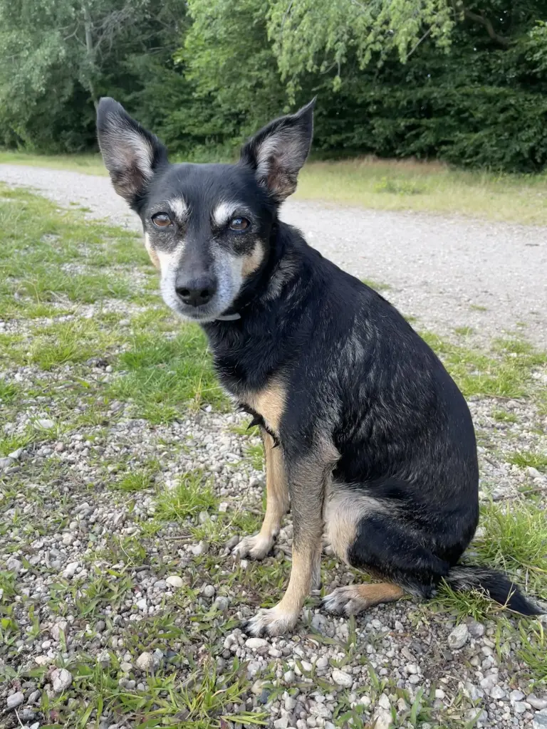 Bild von Missy