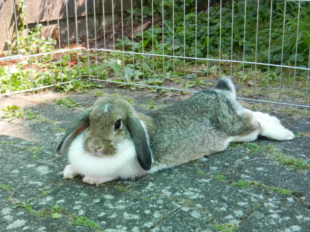 Image from Schnuffelchen