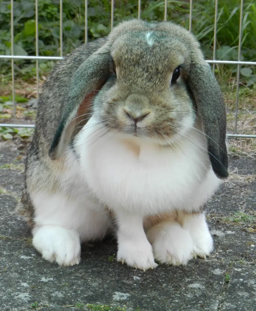 Image from Schnuffelchen