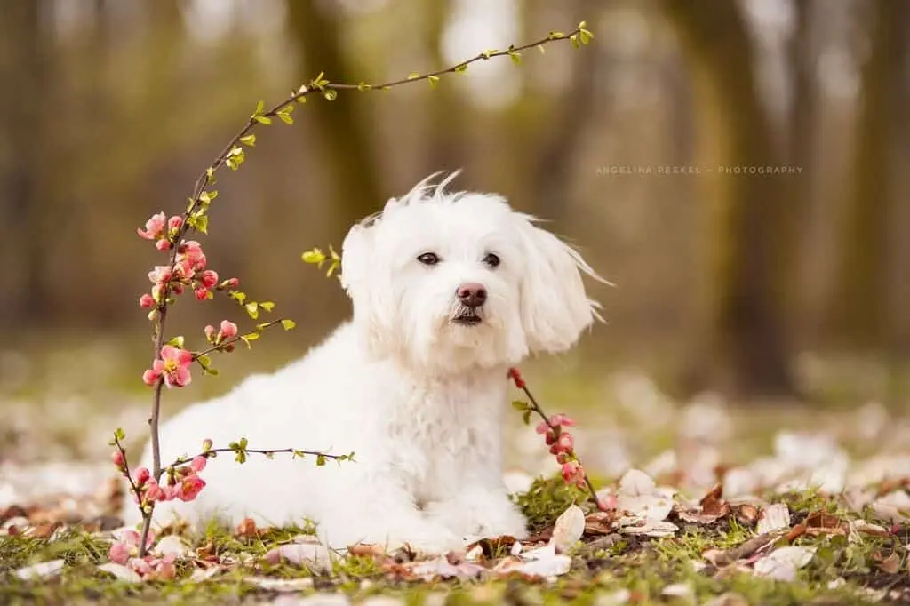 Andachtsbild von Vanessa