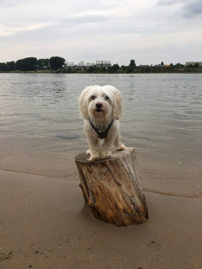 Andachtsbild von Rebecca E.