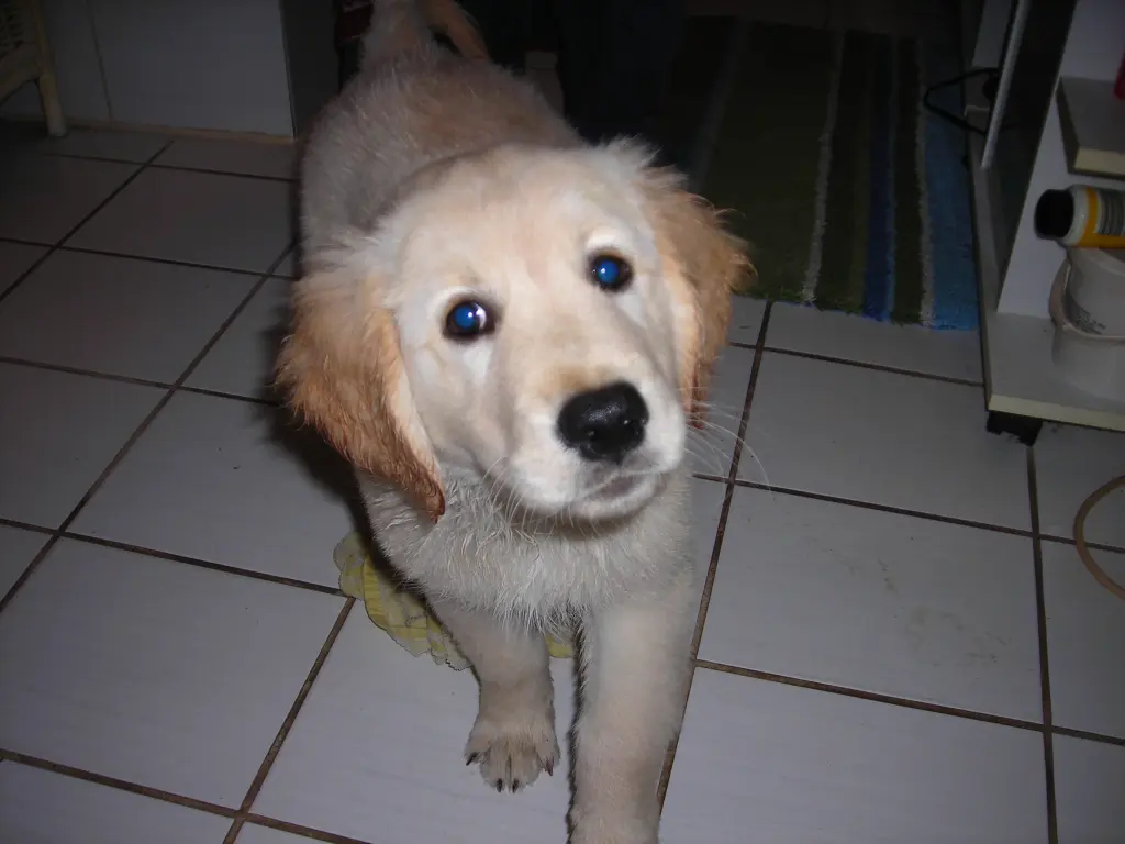 Andachtsbild von Peter mit Christa